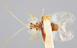   Stephanitis typica  male, ventral view; photo: Paul Langlois, USDA APHIS PPQ ITP Node, bugwood.org 
