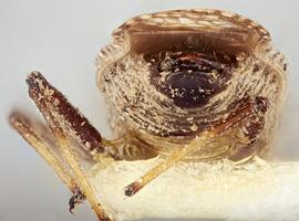   Teleonemia nigrina  male, caudal view; photo: Paul Langlois, USDA APHIS PPQ ITP Node, bugwood.org 
