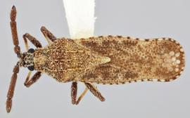   Teleonemia nigrina  male, dorsal view; photo: Paul Langlois, USDA APHIS PPQ ITP Node, bugwood.org 
