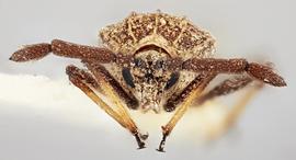   Teleonemia nigrina  male, frontal view; photo: Paul Langlois, USDA APHIS PPQ ITP Node, bugwood.org 
