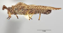   Teleonemia nigrina  male, lateral view; photo: Paul Langlois, USDA APHIS PPQ ITP Node, bugwood.org 
