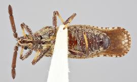   Teleonemia nigrina  male, ventral view; photo: Paul Langlois, USDA APHIS PPQ ITP Node, bugwood.org 
