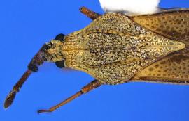   Teleonemia prolixa  head and thorax, dorsal view; photo courtesy of USDA APHIS PPQ ITP imageiD 
