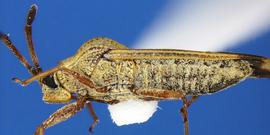   Teleonemia prolixa , lateral view; photo courtesy of USDA APHIS PPQ ITP imageiD 
