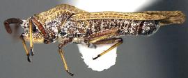   Teleonemia scrupulosa , lateral view; photo courtesy of USDA APHIS PPQ ITP imageiD 
