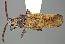   Teleonemia scrupulosa , dorsal view; photo courtesy of USDA APHIS PPQ ITP imageiD 
