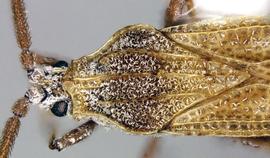   Teleonemia scrupulosa  head and thorax, dorsal view; photo courtesy of USDA APHIS PPQ ITP imageiD 
