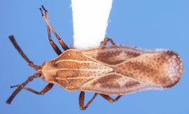   Teleonemia scrupulosa , dorsal view; photo courtesy of USDA APHIS PPQ ITP imageiD 
