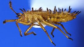  Teleonemia  sp. nymph, lateral view; photo courtesy of USDA APHIS PPQ ITP imageiD 
