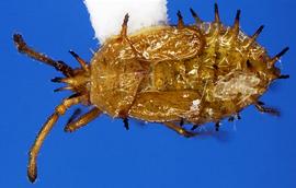   Teleonemia  sp. nymph, dorsal view; photo courtesy of USDA APHIS PPQ ITP imageiD 
