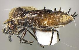   Teleonemia  sp. nymph, lateral view; photo courtesy of USDA APHIS PPQ ITP imageiD 
