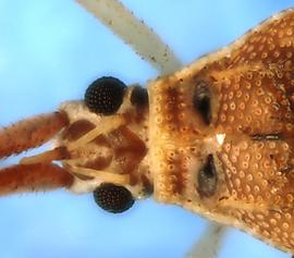  Tigava pulchella  head, dorsal view; photo courtesy of USDA APHIS PPQ ITP imageiD 
