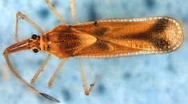   Tigava pulchella , dorsal view; photo courtesy of USDA APHIS PPQ ITP imageiD 
