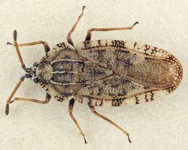   Tingis cardui , dorsal view; photo: Paul Langlois, USDA APHIS PPQ ITP Node, bugwood.org 
