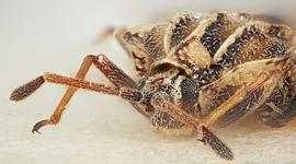   Tingis cardui , frontal view; photo: Paul Langlois, USDA APHIS PPQ ITP Node, bugwood.org 
