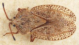   Tingis reticulata  female, dorsal view; photo: Paul Langlois, USDA APHIS PPQ ITP Node, bugwood.org 
