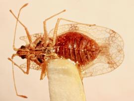   Uhlerites debile , ventral view; photo: Sindhu Krishnankutty 
