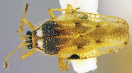   Ulotingis brasiliensis , dorsal view; photo courtesy of USDA APHIS PPQ ITP imageiD 
