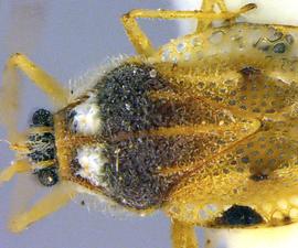   Ulotingis brasiliensis  head and thorax, dorsal view; photo courtesy of USDA APHIS PPQ ITP imageiD 
