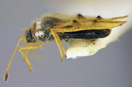   Ulotingis brasiliensis , lateral view; photo courtesy of USDA APHIS PPQ ITP imageiD 

