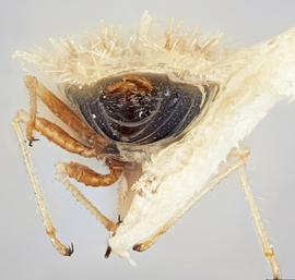   Urentius euonymus  male, caudal view; photo: Paul Langlois, USDA APHIS PPQ ITP Node, bugwood.org 
