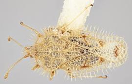   Urentius euonymus  male, dorsal view; photo: Paul Langlois, USDA APHIS PPQ ITP Node, bugwood.org 
