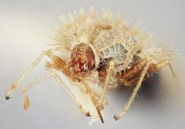   Urentius euonymus  male, frontal view; photo: Paul Langlois, USDA APHIS PPQ ITP Node, bugwood.org 
