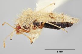   Urentius euonymus  male, lateral view; photo: Paul Langlois, USDA APHIS PPQ ITP Node, bugwood.org 
