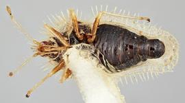   Urentius euonymus  male, ventral view; photo: Paul Langlois, USDA APHIS PPQ ITP Node, bugwood.org 
