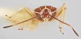   Vatiga illudens  male, frontal view; photo: Paul Langlois, USDA APHIS PPQ ITP Node, bugwood.org 
