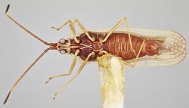   Vatiga illudens  male, ventral view; photo: Paul Langlois, USDA APHIS PPQ ITP Node, bugwood.org 
