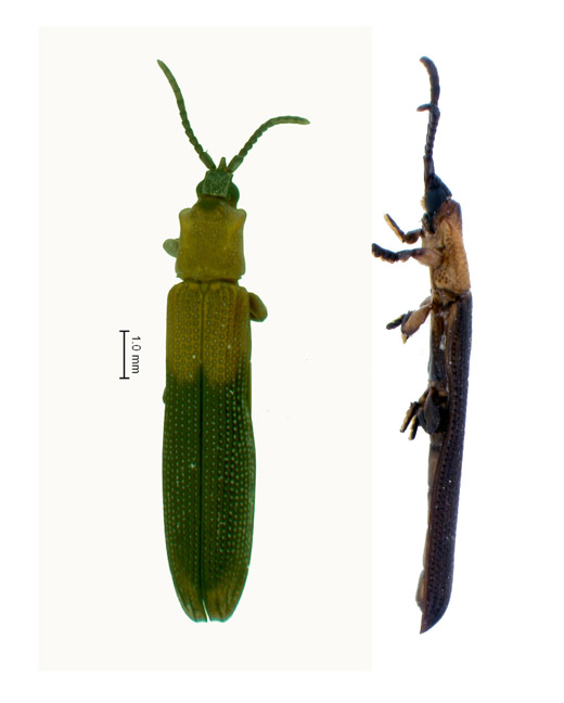 Brontispa | Hispine Pests of Palms