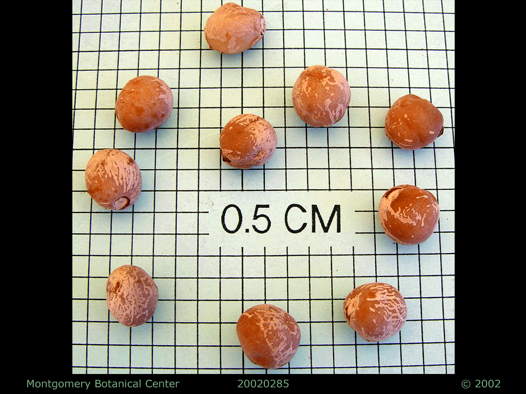   Bactris gasipaes  seed. (MBC photo: 030890-1). Photograph courtesy of Montgomery Botanical Center  http://www.montgomerybotanical.org/  