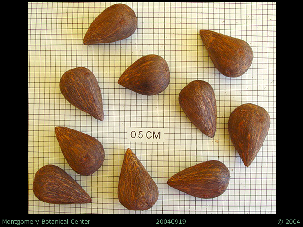   Astrocaryum alatum  seeds. (MBC photo: 040919-1). Photograph courtesy of Montgomery Botanical Center  http://www.montgomerybotanical.org/  