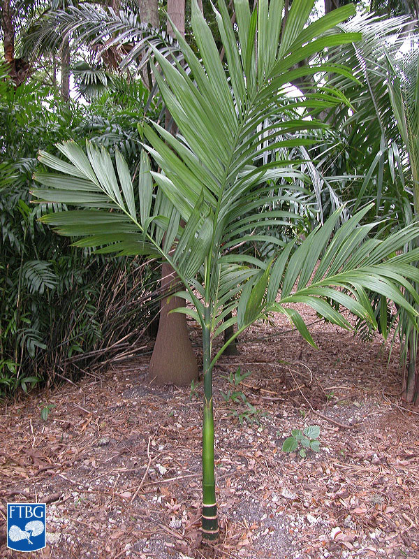   Areca catechu  young palm. Photograph courtesy of Fairchild Tropical Botanical Garden, Guide to Palms  http://palmguide.org/index.php  