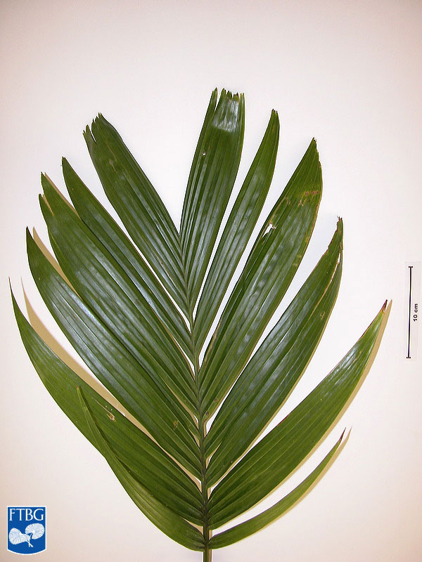   Areca catechu  leaflets. Photograph courtesy of Fairchild Tropical Botanical Garden, Guide to Palms  http://palmguide.org/index.php  
