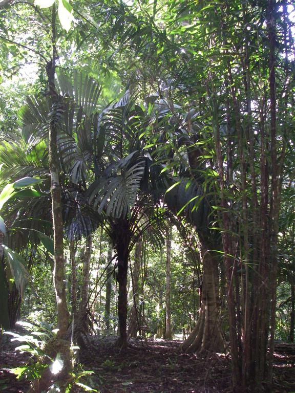   Astrocaryum alatum  adult palm in the forest (MBC photo: 20060130 CR06HA). Photograph courtesy of Montgomery Botanical Center  http://www.montgomerybotanical.org/  
