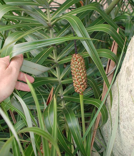   Allagoptera arenaria  with inflorescence. Posted on wikimedia commons under the Creative Commons Attribution 2.0 license.  http://en.wikipedia.org/wiki/File:Allagoptera_arenaria.jpg   