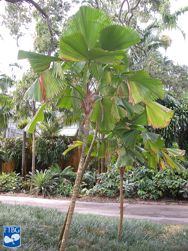   Licuala grandis  habit. Photograph courtesy of Fairchild Tropical Botanical Garden, Guide to Palms  http://palmguide.org/index.php  
