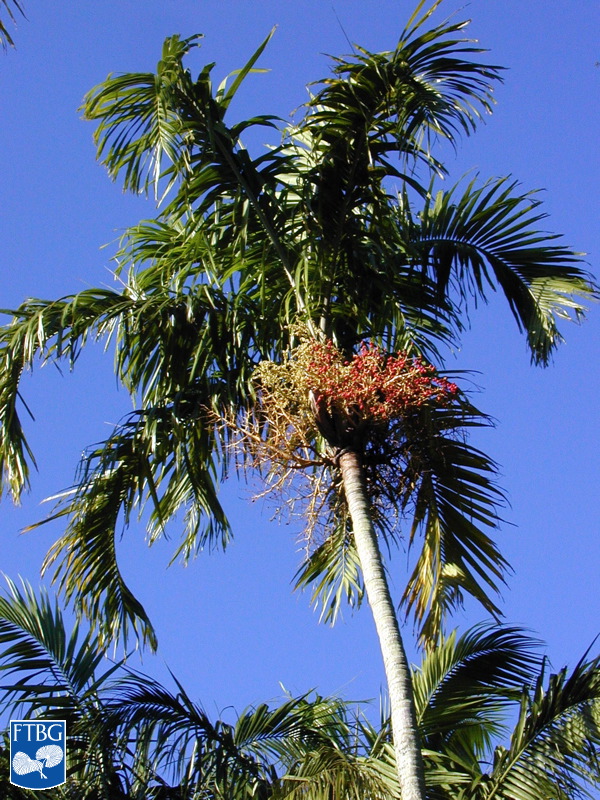   Carpentaria acuminata  canopy. Photograph courtesy of Fairchild Tropical Botanical Garden, Guide to Palms  http://palmguide.org/index.php  