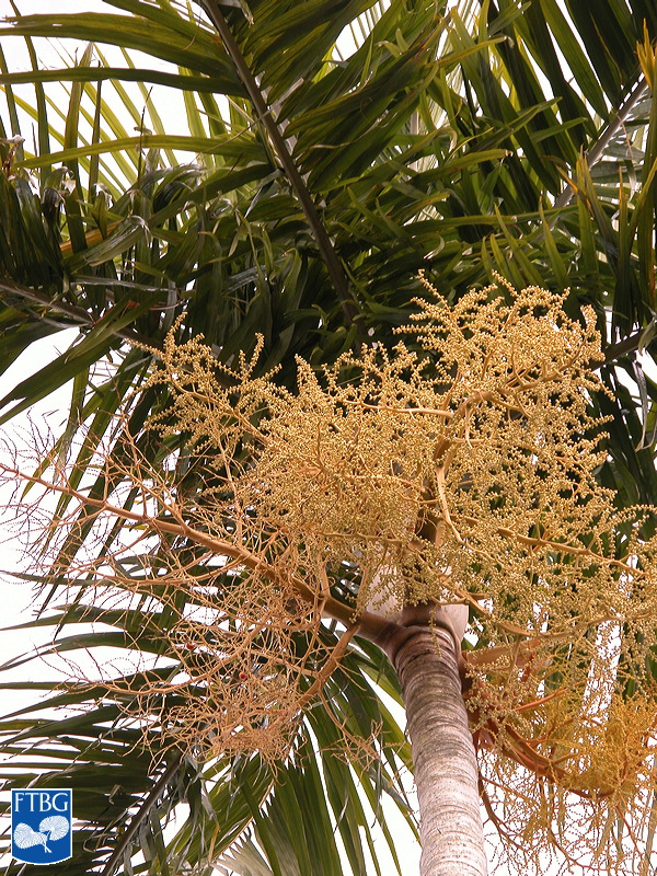   Carpentaria acuminata  inflorescence and ringed leaf scars on stem. Photograph courtesy of Fairchild Tropical Botanical Garden, Guide to Palms  http://palmguide.org/index.php  