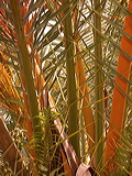   Phoenix canariensis  leaf bases. Photograph courtesy of Fairchild Tropical Botanical Garden, Guide to Palms  http://palmguide.org/index.php  
