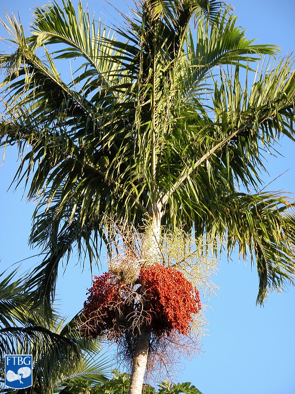   Carpentaria acuminata  canopy with ripe fruit. Photograph courtesy of Fairchild Tropical Botanical Garden, Guide to Palms  http://palmguide.org/index.php  