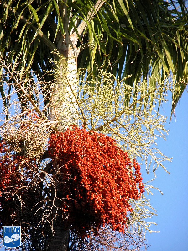   Carpentaria acuminata  inflorescence and crown shaft. Photograph courtesy of Fairchild Tropical Botanical Garden, Guide to Palms  http://palmguide.org/index.php  