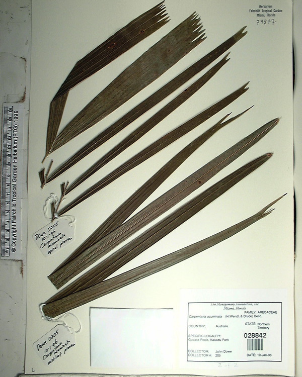   Carpentaria acuminata  Leaflets (note broader apical leaflets). Photograph courtesy of Fairchild Tropical Botanical Garden, Guide to Palms  http://palmguide.org/index.php  
   