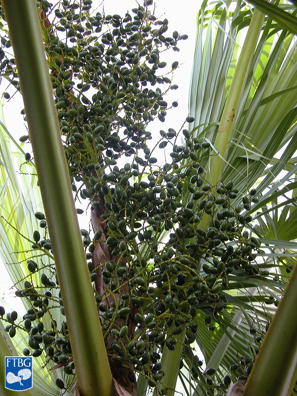   Livistona chinensis  with fruit. Photograph courtesy of Fairchild Tropical Botanical Garden, Guide to Palms  http://palmguide.org/index.php  