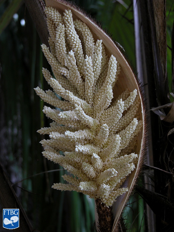   Astrocaryum alatum  inflorescence. Photograph courtesy of Fairchild Tropical Botanical Garden, Guide to Palms  http://palmguide.org/index.php  