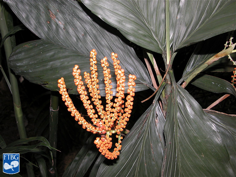   Chamaedorea metallica  leaves and inflorescence. Photograph courtesy of Fairchild Tropical Botanical Garden, Guide to Palms  http://palmguide.org/index.php  