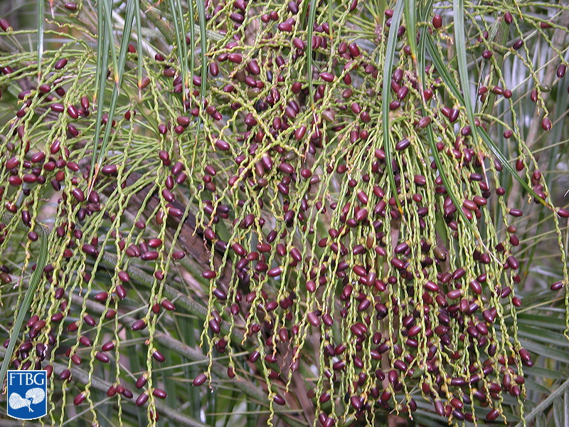   Phoenix roebelenii  fruit. Photograph courtesy of Fairchild Tropical Botanical Garden, Guide to Palms  http://palmguide.org/index.php  