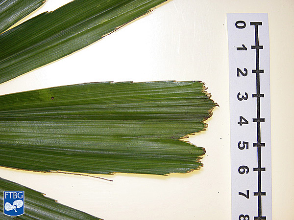   Arenga engleri  apical leaf tip. Photograph courtesy of Fairchild Tropical Botanical Garden, Guide to Palms  http://palmguide.org/index.php  